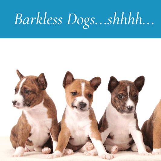 Rare Dogs that don’t Bark! Shhhhhh!