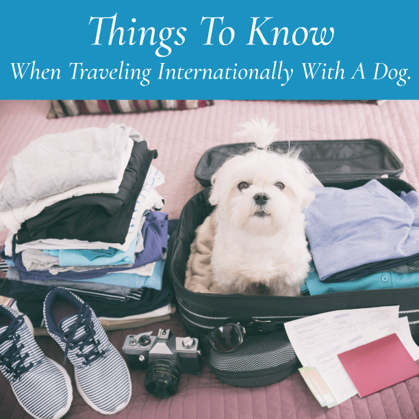Things to Know When Traveling Internationally with a Dog.