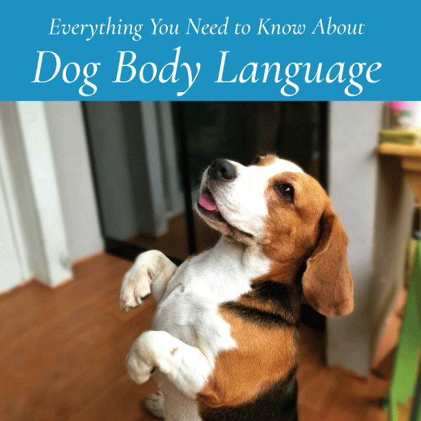 Everything You Need to Know About Dog Body Language