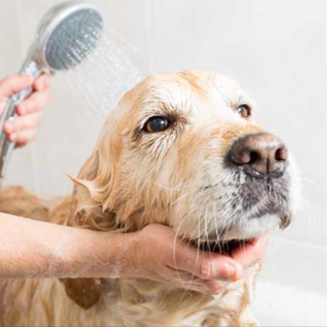 Summertime Dog Grooming Tips