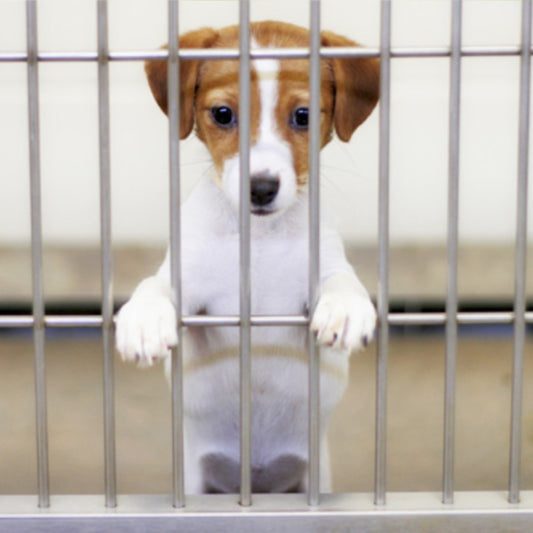 Shelter Pets Are Loyal for Life