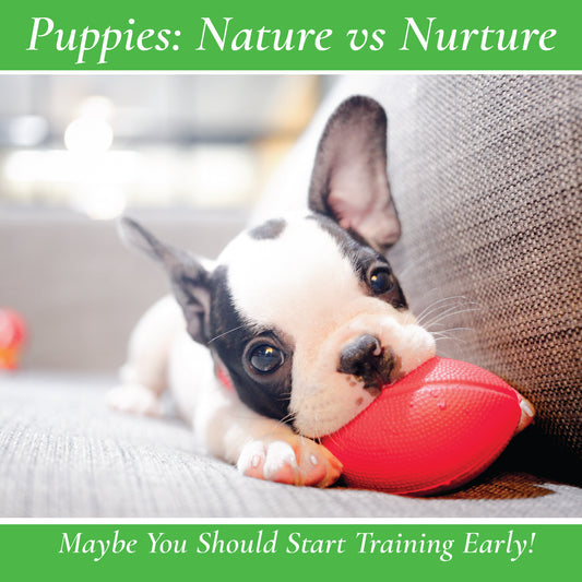 Should you start dog training as a puppy?