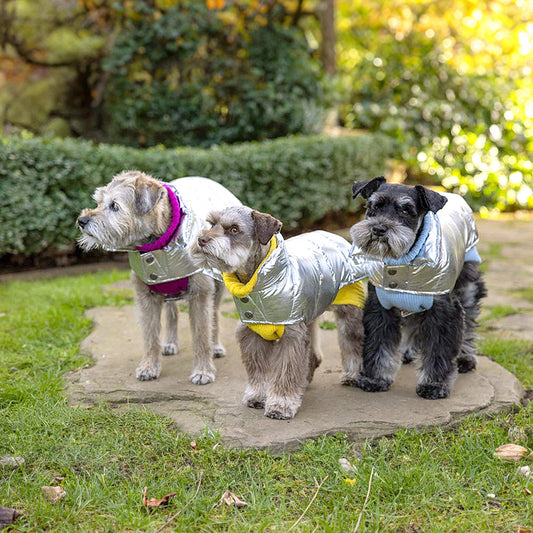 Why Does My Dog Need a Coat? An Expert Guide