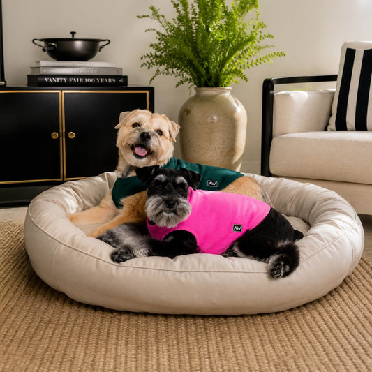 Should My Dog Wear a Shirt Indoors in Summer?