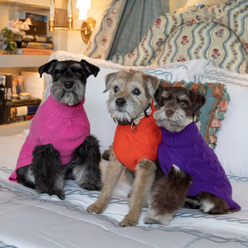 Does My Dog Need a Sweater? Canine Styles