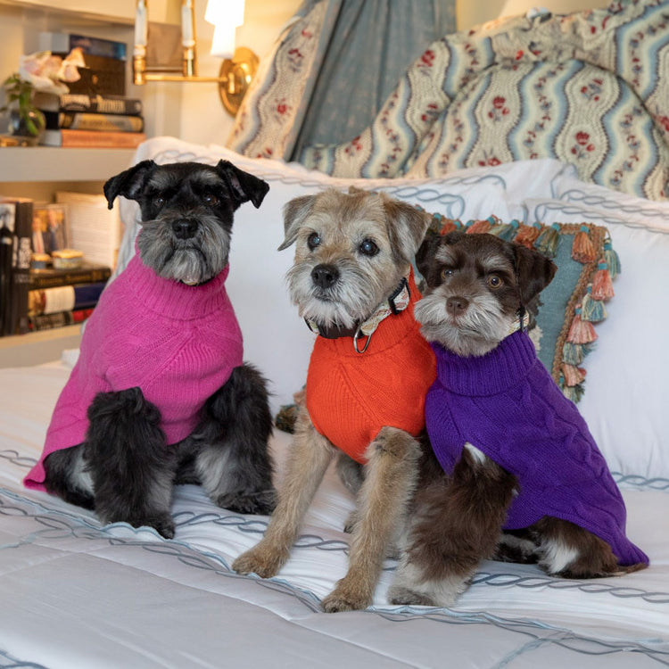 Does My Dog Need a Sweater? Canine Styles