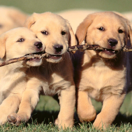 Puppy Socialization Tips
