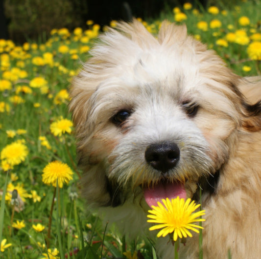 Prepping You and Your Dog for Warm Weather