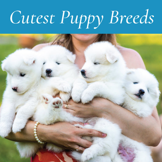 Cutest Puppy Breeds