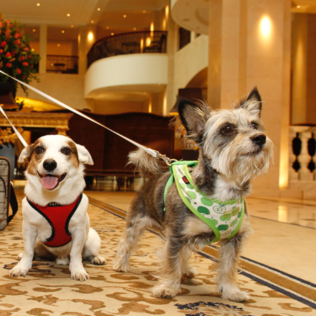 Finding Dog-Friendly Hotels by Canine Styles