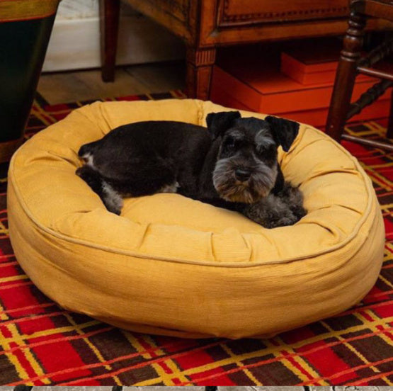 Time for New Furniture? Don’t Forget a New Dog Bed!