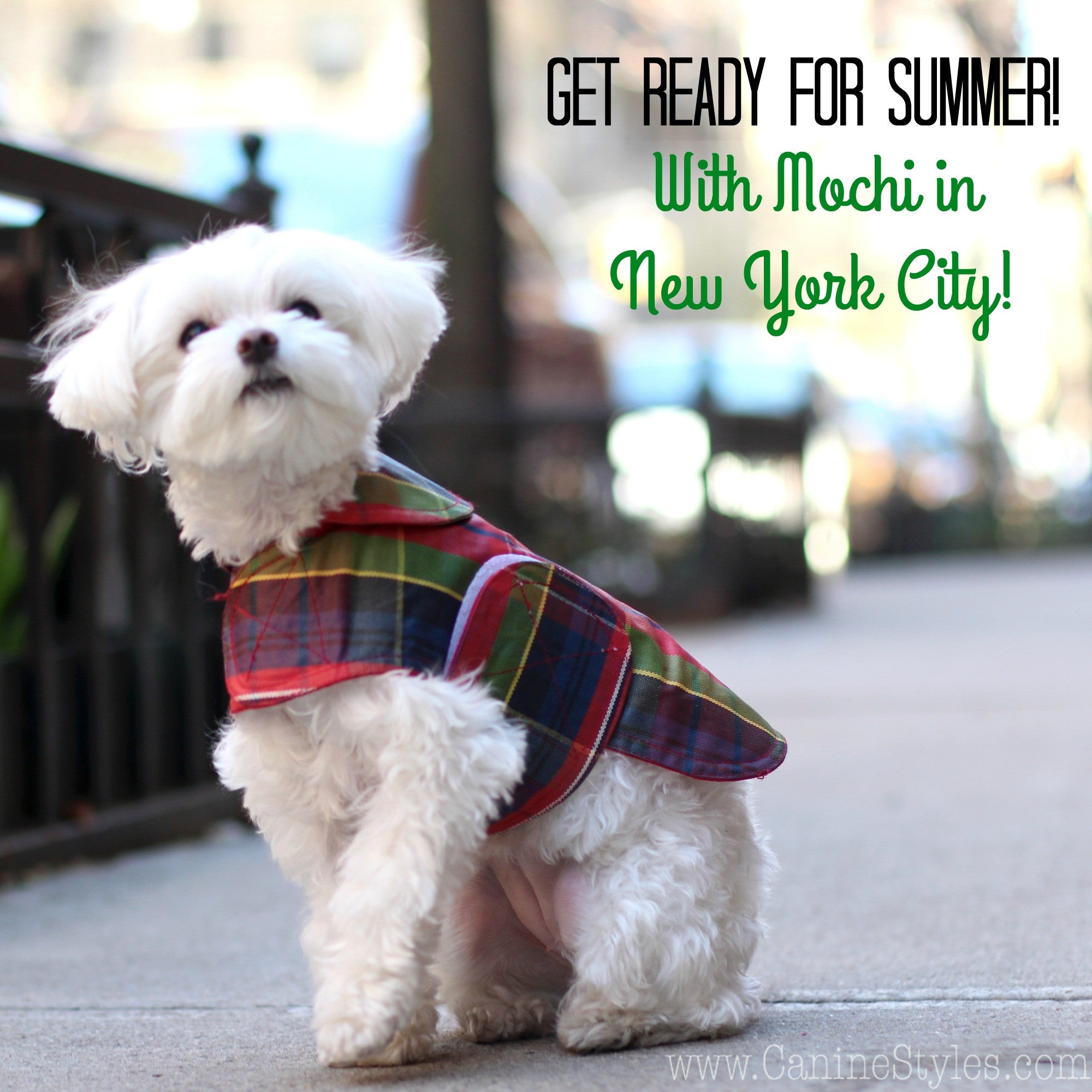 Dog Celebrity Mochi Shares Her Top 3 Favorite Summer Looks!