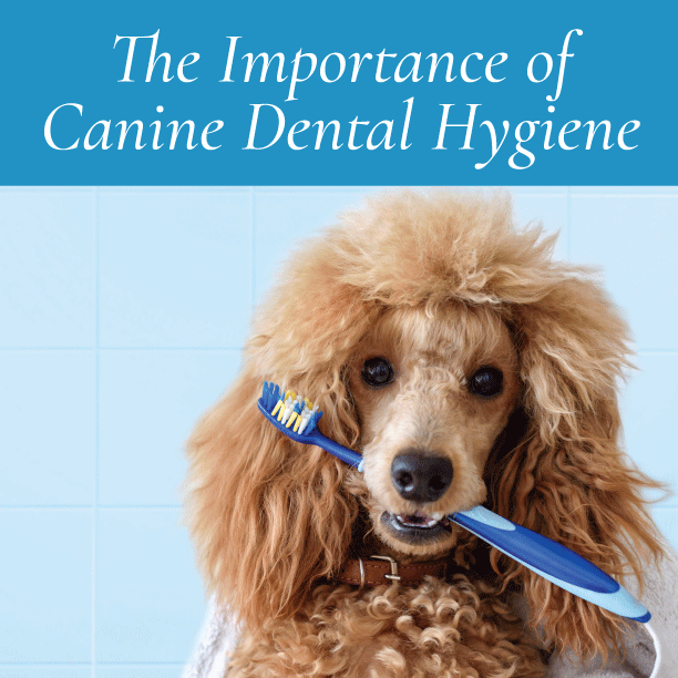 Pearly Whites and Healthy Smiles: The Importance of Canine Dental Hygiene