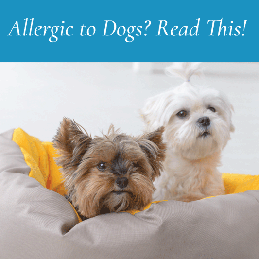 Allergic to Dogs? Read This!