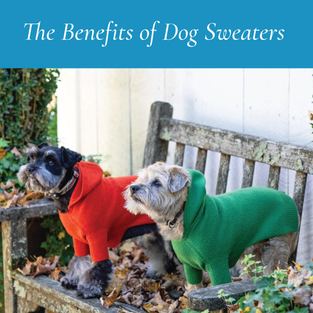 Why your dog Needs a Sweater