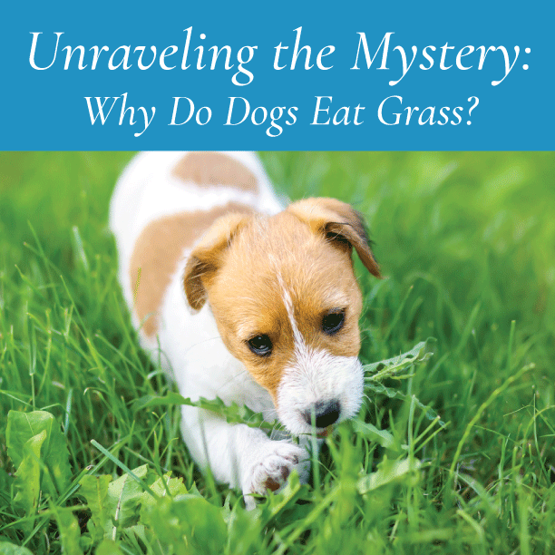 Unraveling the Mystery: Why Do Dogs Eat Grass?
