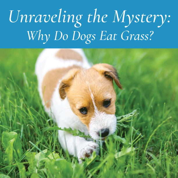 Why Do Dogs Consume Wild Grass Near Streams photo