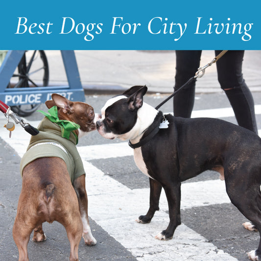 Best Dogs For City Living
