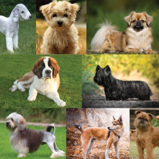 Rare Breeds that Make Great Pets
