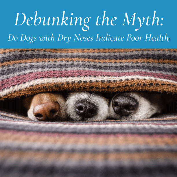 Debunking the Myth: Do Dogs with Dry Noses Indicate Poor Health?