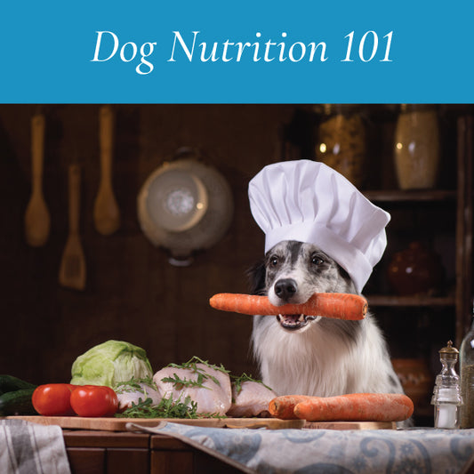 Dog Nutrition 101