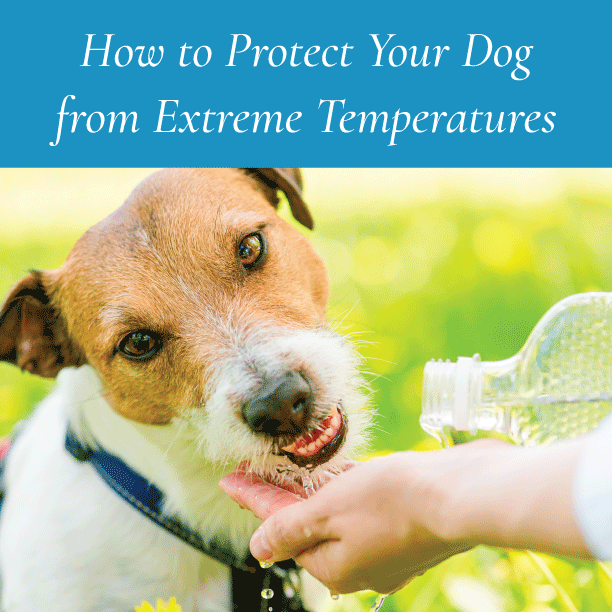 How to Protect Your Dog from Extreme Temperatures Canine Styles