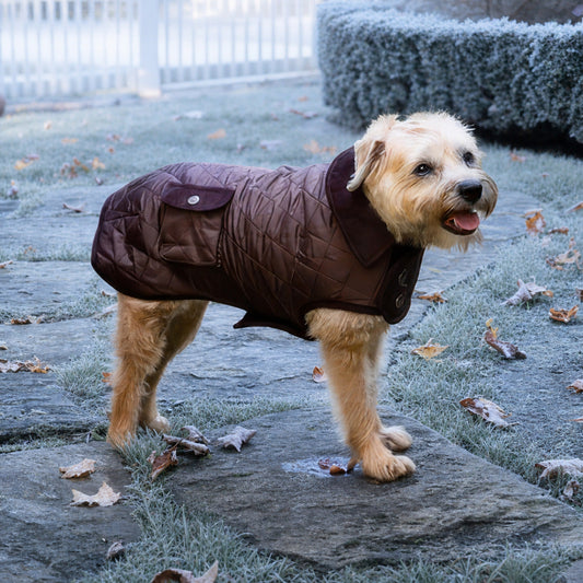 How Long Can Dogs Stay Outside in the Cold?
