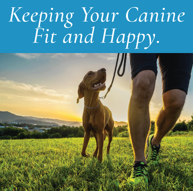 The Importance of Exercise for Dogs: Keeping Your Canine Companion Fit and Happy