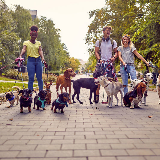 Harness vs. Collar: Choosing What's Best for Your Dog