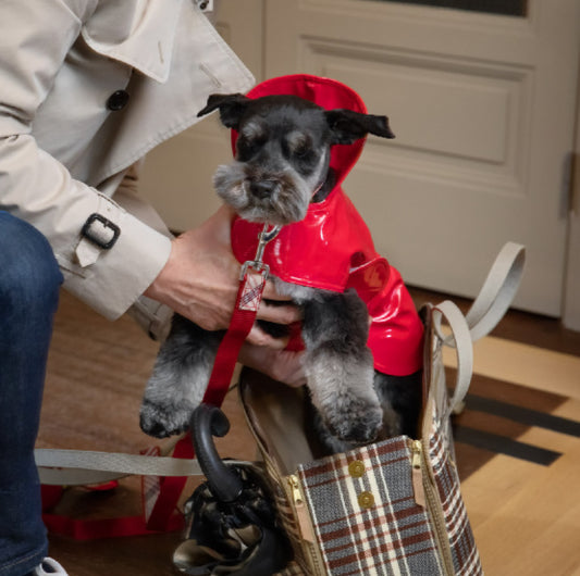 The Latest in Dog Fashions