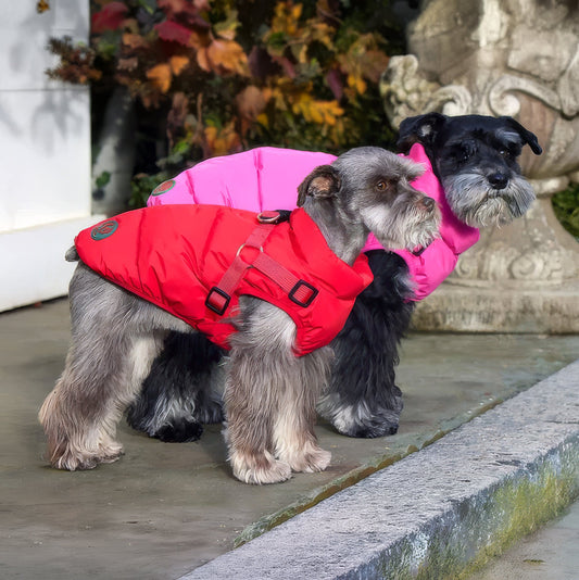 How to Measure Your Dog for a Coat: Complete Fit Guide