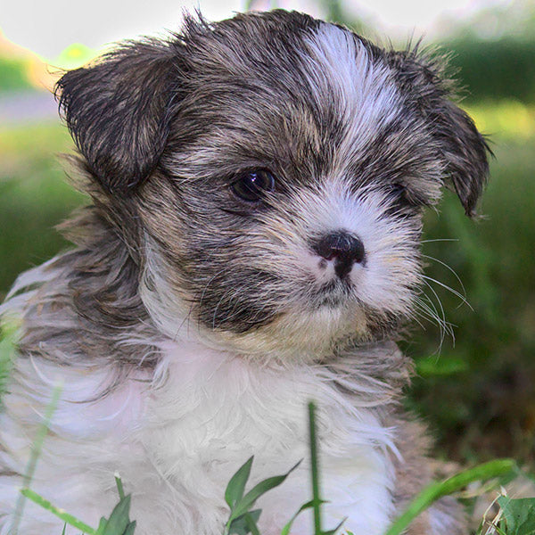 The 13 Most Popular Mixed Breed Pups!