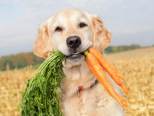Dog Nutritional Requirements by Canine Styles | Are You Feeding Your Dog Appropriately?