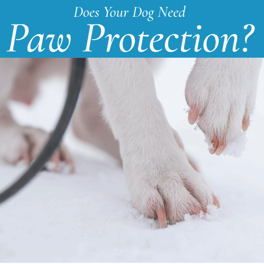 Does Your dog need Paw Protection?