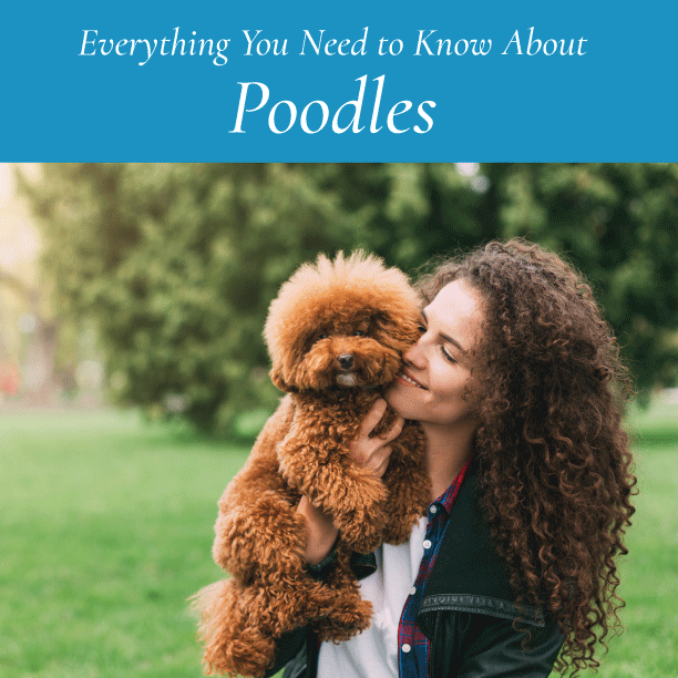 Everything You Need to Know About Poodles