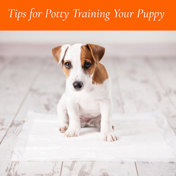 Potty Training your Puppy Canine Styles