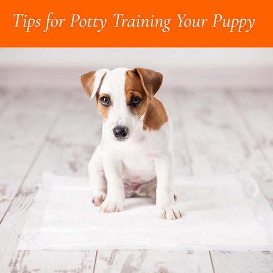 Potty Training your Puppy
