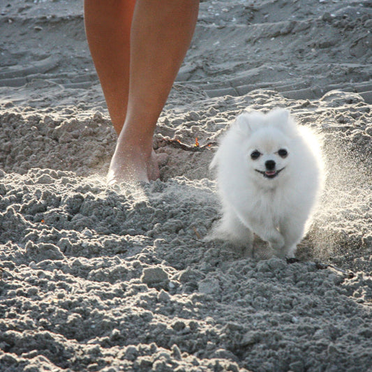 Caring for and Protecting Your Dog’s Paws in the Summer
