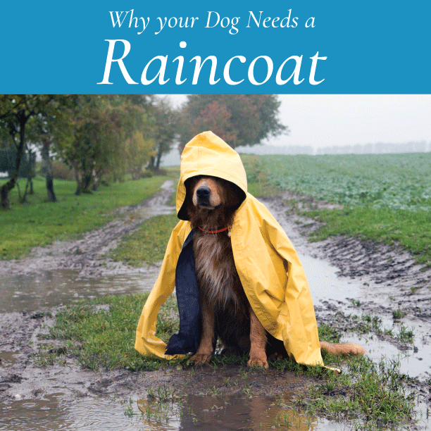 Why Your Dog needs A Raincoat