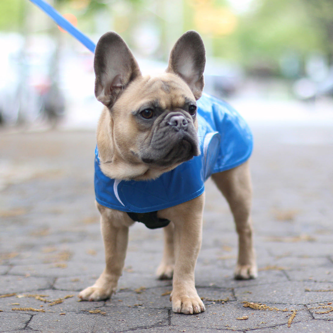 Why Your Dog Needs A Raincoat