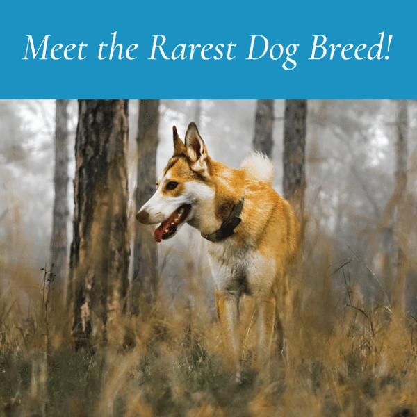 Meet the Rarest Dog Breed