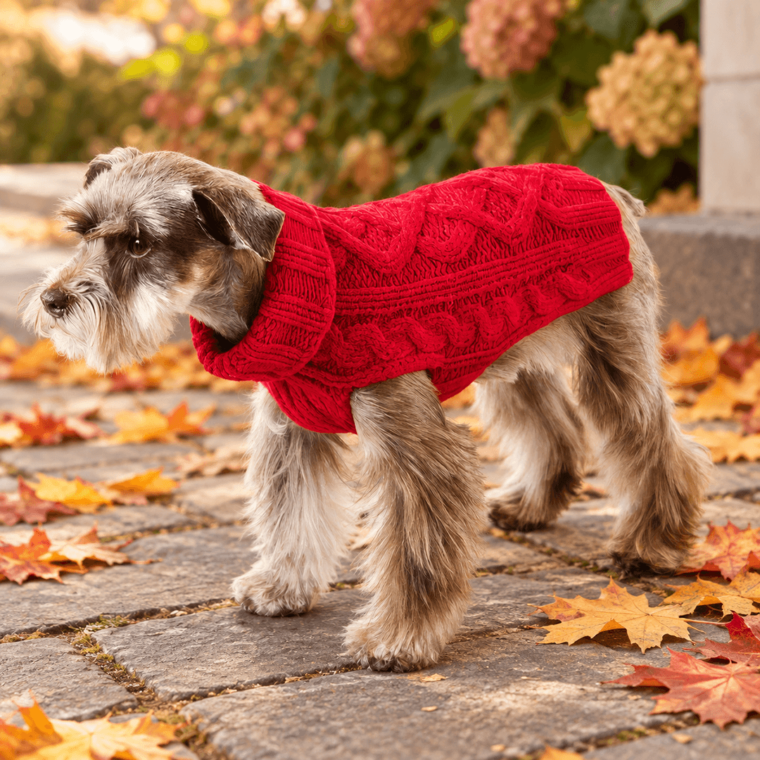 How to Measure Your Dog for a Sweater: Complete Fit Guide