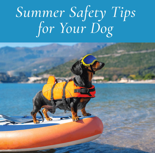 Summer Safety Tips for Your Dog: Enjoying the Season Safely