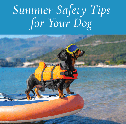 Summer Safety Tips for Your Dog: Enjoying the Season Safely