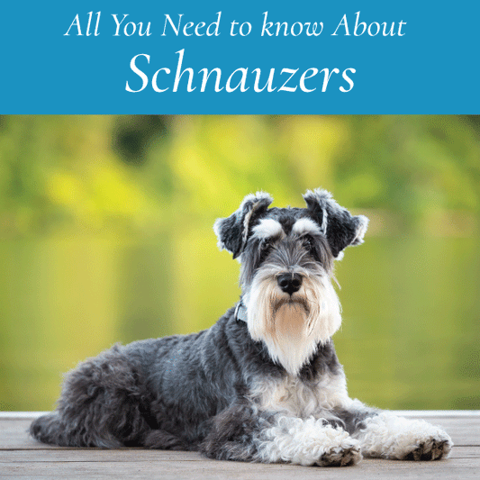 All You Need to Know About Schnauzers