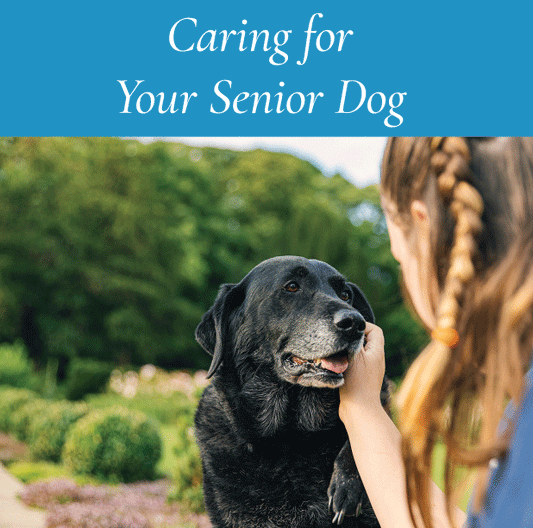 Caring for Your Senior Dog: Tips for Aging Gracefully