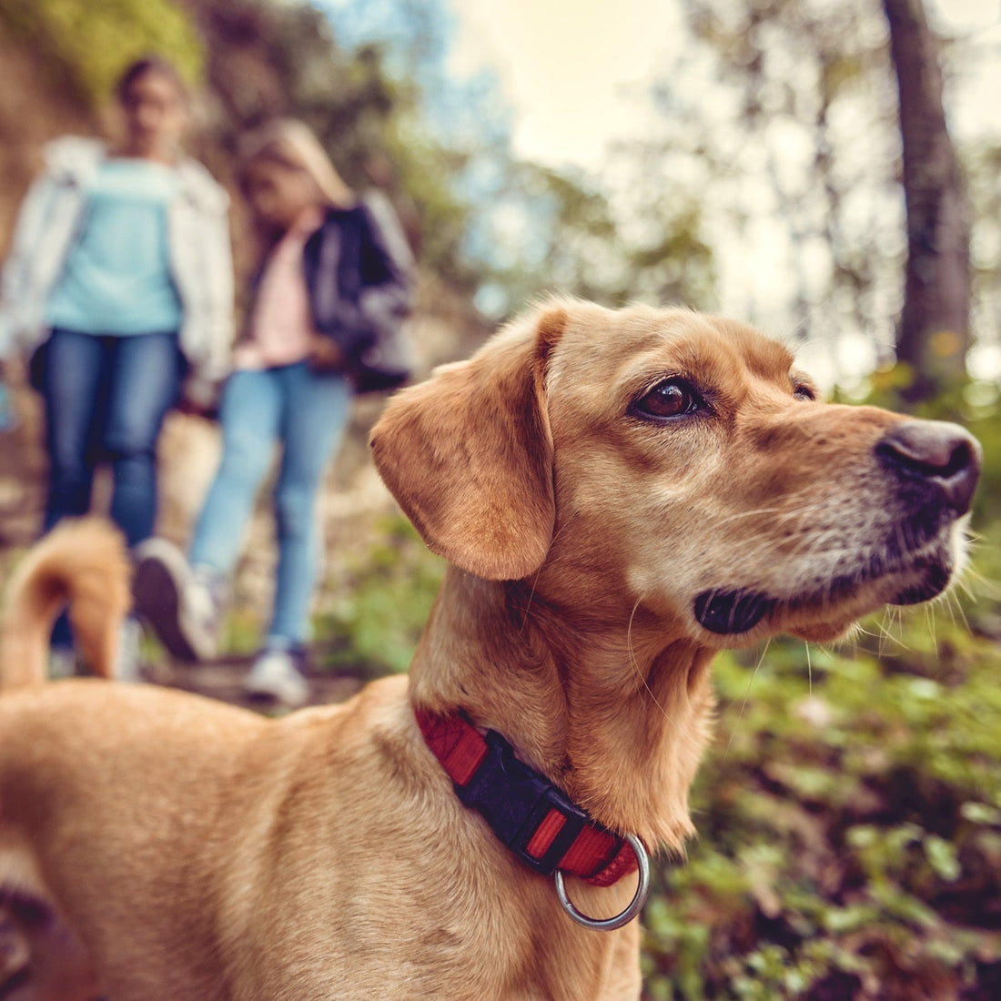 How to Travel Comfortably with Your Dog