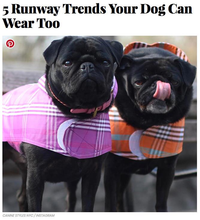 04/17 - InStyle Shares 5 Runway Trends Your Dog Can Wear Too