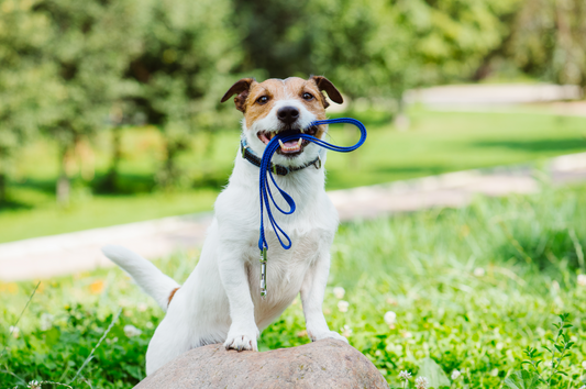 Dog Sitter or a Kennel: The 5 Most Important Things About Each