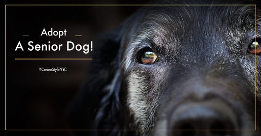 Consider Adopting a Senior Dog
